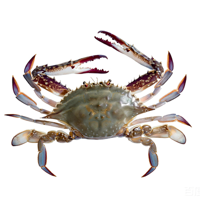 活发丹东大飞蟹老东沟大公蟹包肥