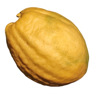 云南香橼果新鲜闻香摆件大鲜果现摘现发室内观赏精品高山采摘食用