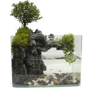 赤楠山水缸真绿植室内桌面生态水陆景观植物造景带流水过滤福建茶