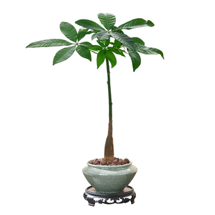 发财树盆栽大颗室内植物独杆造型盆景办公桌面好养易活耐旱绿植
