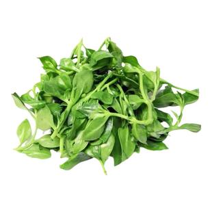 可食用盆栽菜苗秧苗田七花室内活苗正宗四季三七菜苗田七叶新鲜