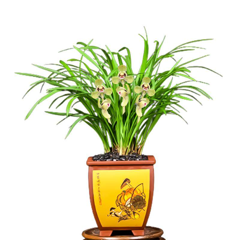 兰花绿植盆栽多花苞室内春兰