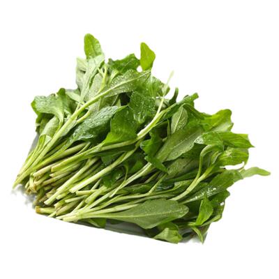 新鲜马兰头江苏当季蔬菜新鲜现挖