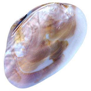 珍珠贝珍珠蚌壳天然海螺贝壳托盘鱼缸造景收纳盘收藏工艺拍摄摆件