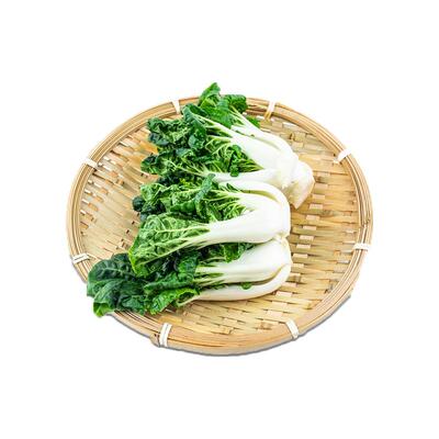宁夏矮脚奶白菜牛奶白菜奶油