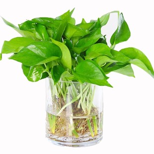 绿萝盆栽室内高颜值花净化空气植物花卉水培绿植吊兰长藤大叶绿箩