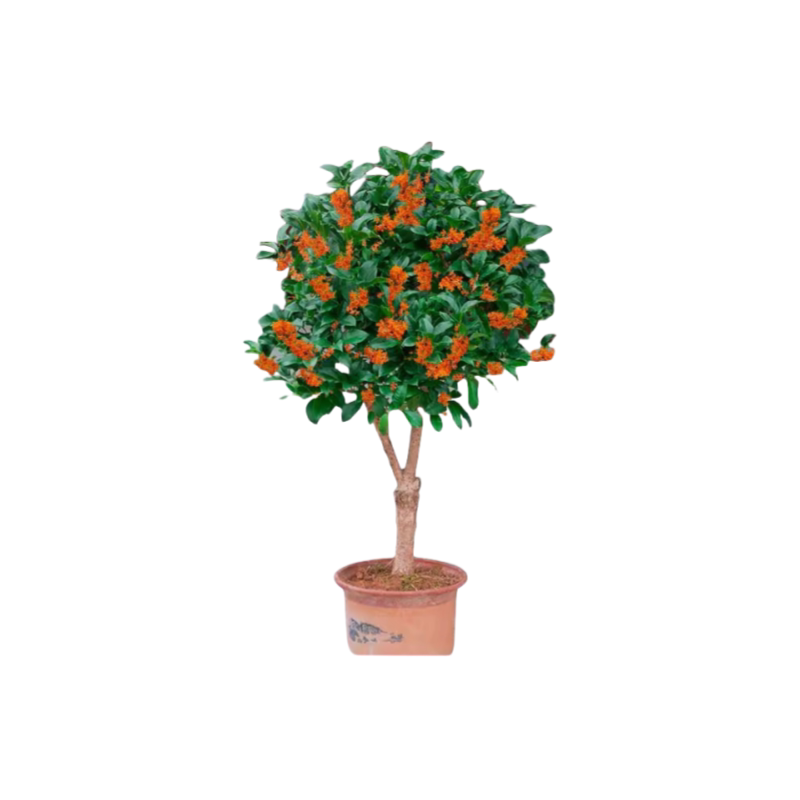 大型桂花树苗庭院地栽原生金桂丹桂浓香花卉盆栽植物四季桂花好养