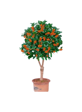 桂花树苗金桂四季桂四季花庭院