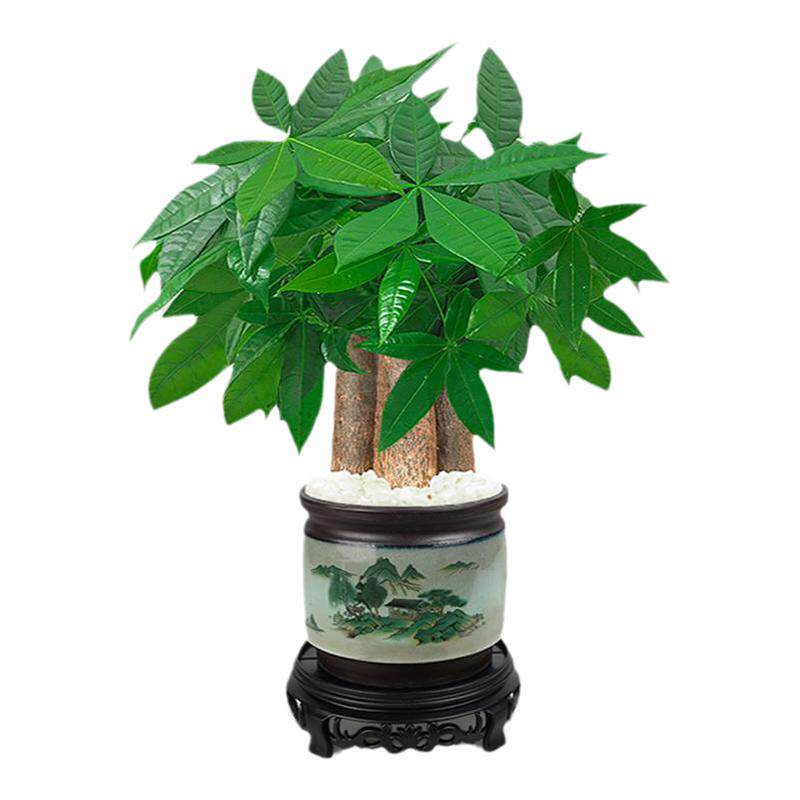 陶瓷盆发财树盆栽植物