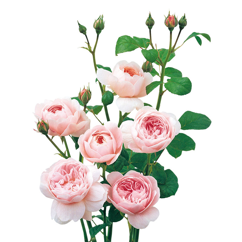 【瑞典女王】天狼月季直立灌木庭院花园观赏性玫瑰花卉盆栽苗