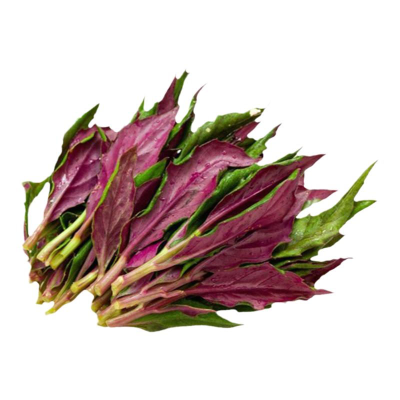 新鲜蔬菜观音菜紫背菜