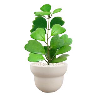 心叶球兰一片心网红情人治愈系多肉植物室内盆栽桌面绿植好养花卉