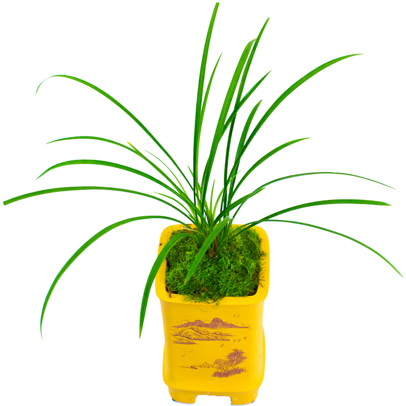 兰花春兰阿里山素细叶名贵盆栽兰花苗原土带花苞兰草大众国兰素花