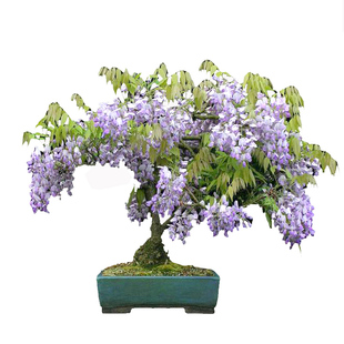 大花紫藤树苗阳台藤蔓紫藤萝庭院花树苗攀援植物爬藤植物盆栽花卉