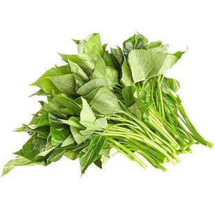 四川红薯叶尖新鲜地瓜叶嫩尖番薯苗时令蔬菜番薯叶红苕尖农家蔬菜