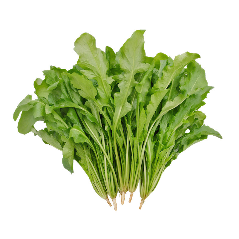 野生荠菜种籽四季老品种大叶荠菜种子小叶阳台盆栽蔬菜种孑籽大全