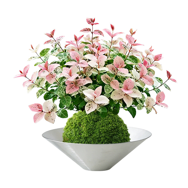 花叶络石盆栽苔藓球水培植物花卉办公室内桌面绿植摆件懒人好养活 - 白底图