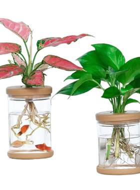 简约树脂塑料水培花盆