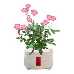 姬月季花卉绿植室内须重瓣惠姬老桩迷你小盆栽办公室桌面盆景植物