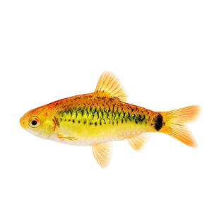 观赏鲫冷水观赏鱼钻石彩虹鲫紫光彩虹精灵红尾绿荧光鲫金条鲫活体