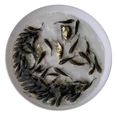 缩骨大头鱼苗淡水养殖鱼