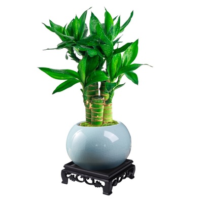 【办公室茶桌风水竹】口碑100%