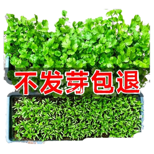 香菜种孑四季香菜籽种大小叶老品种菜种籽盆栽春天种芫荽蔬菜种子