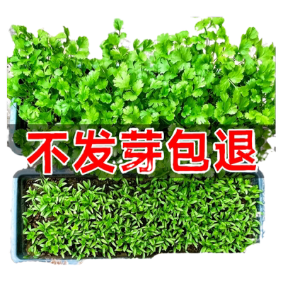 老品种香菜种孑阳台盆栽蔬菜种籽