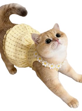 夏季猫咪小雏菊吊带裙防掉毛