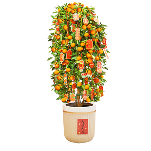 金桔树盆栽带果年桔可食用橘子树苗四季新年绿植物室内客厅年宵花