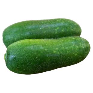东升农场 东升有机毛瓜 节瓜 火锅食材 广州新鲜蔬菜配送 400g