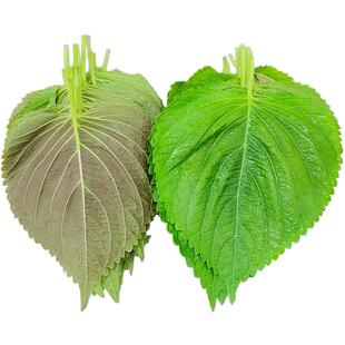 东北苏子叶新鲜紫苏叶食用烤肉鲜绿色紫苏子叶韩国梳子叶商用批发