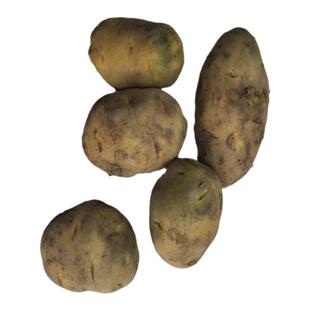 高产大土豆种子黄皮黄心土豆种沃土V7品种春秋播种脱毒马铃薯种子