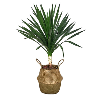 太空铁龙血树植物 室内客厅盆栽绿植 龙铁树净化空气四季常青耐阴