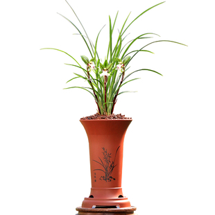 翁源兰花喜花里高端春兰奇花舞蝶开花浓香型好养室内绿植花卉盆栽