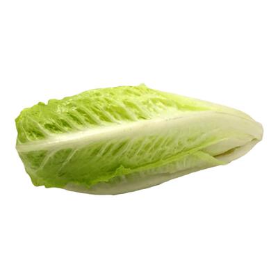脆嫩罗马直立生菜苗秧带土高产