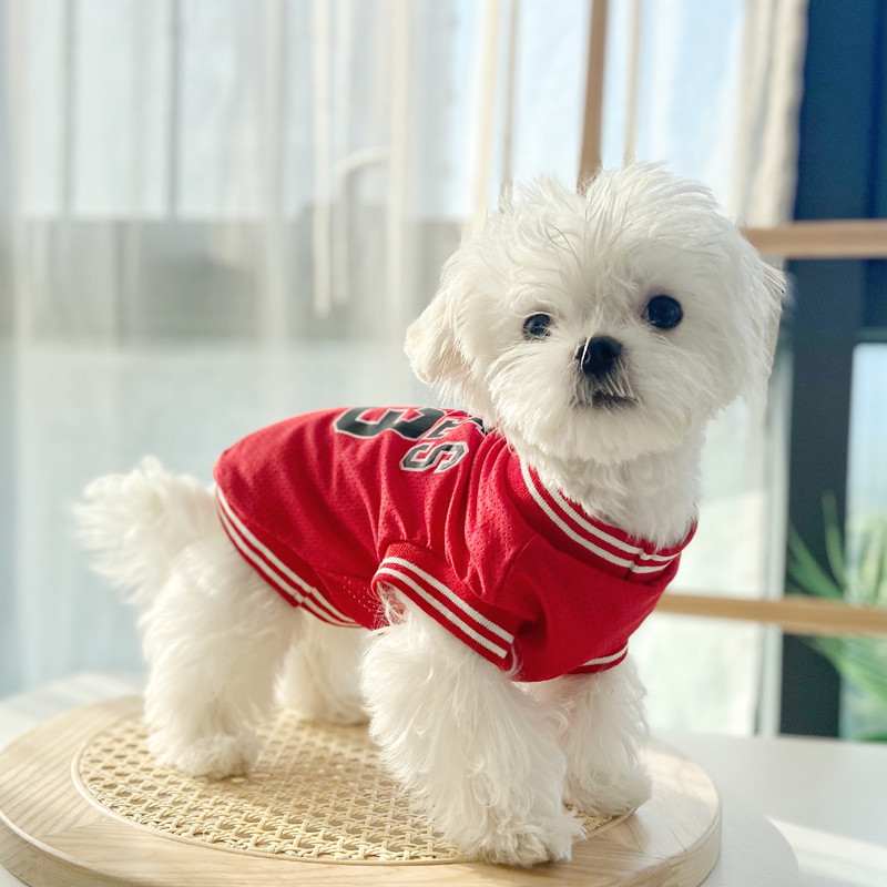运动透气宠物衣服小狗狗背心小型犬猫咪比熊泰迪雪纳瑞春夏装秋天