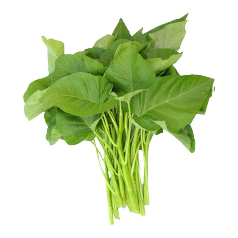 大叶空心菜种子圆叶菜苗菜籽蔬菜大叶空心菜种籽农家盆栽春季四季