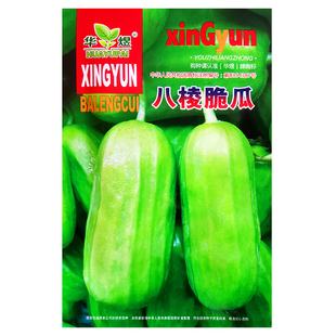 八棱脆瓜种子早熟香酥菜瓜烧瓜生吃无糖黄河脆一窝猴蔬菜种子籽孑