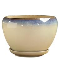 蝴蝶兰吊兰绿萝多肉简约