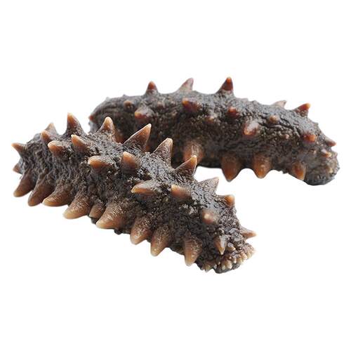 大连鲜食活海参辽参鲜活即食底播滋补刺参500g年货冷链直达天吉岛