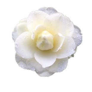 黄达茶花 盆栽山茶花 稀缺名贵品种 盆栽花卉 黄色茶花