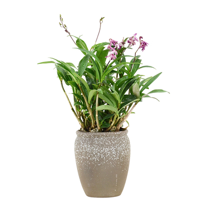 石斛春冬季室内桌面绿植