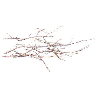 南美缸造景沉木枝条黄梨枝细枝原生缸底床修饰点缀装饰天然小树根