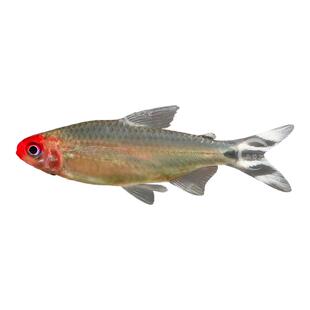 红鼻剪刀鱼热带观赏鱼淡水灯科小鱼白金红鼻子活体鱼缸小型宠物鱼