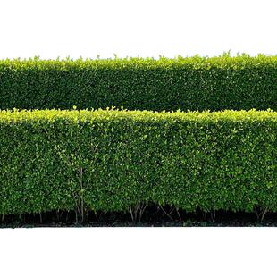 北海道黄杨冬青树苗篱笆墙围墙绿篱四季常青耐寒丛生大叶绿化植物