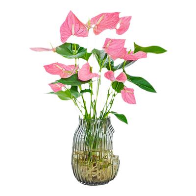 粉掌水培植物四季开花带花发货