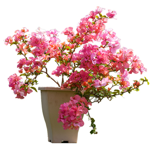海蒂的花园旗舰店重瓣三角梅盆栽树苗耐热花卉植物绿樱阳台爬藤