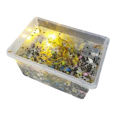 牛蛙苗蝌蚪苗活体 牛蛙蝌蚪幼苗四脚蛙小蝌蚪水产养殖