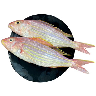 红杉鱼2-3条新鲜海鱼冷冻海鲜水产深海钓红衫红三鱼金丝鱼金线鱼